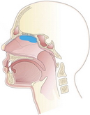 olfaction